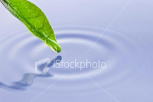 ist2_6059753_summer_leaf.jpg