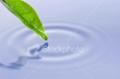 ist2_6059753_summer_leaf.jpg
