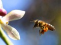bee_1_bg_042404.jpg