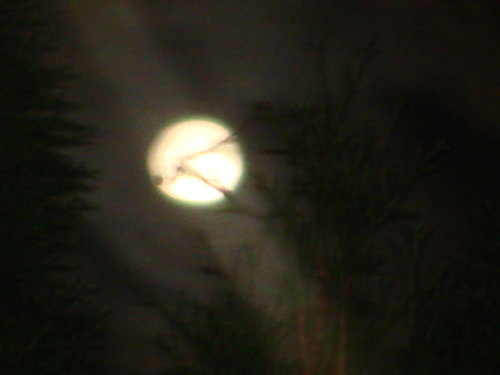 dsc00825.jpg