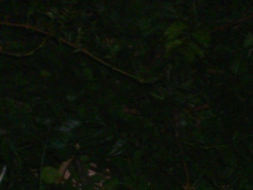 dsc00833.jpg