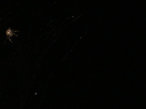dsc00835.jpg