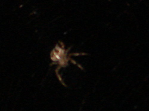 dsc00843.jpg
