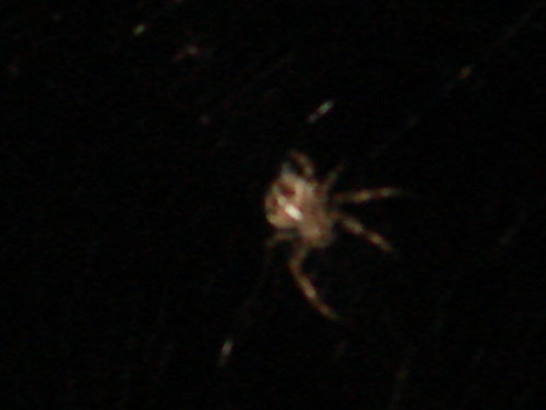dsc00846.jpg