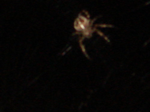 dsc00851.jpg