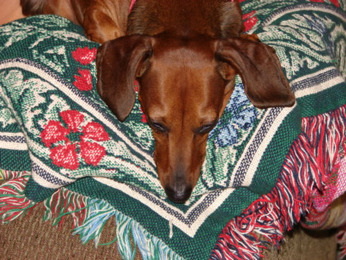 dogs_003.jpg