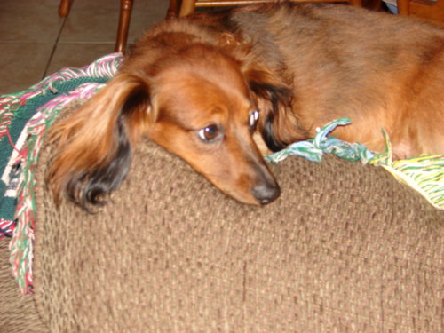 dogs_005.jpg