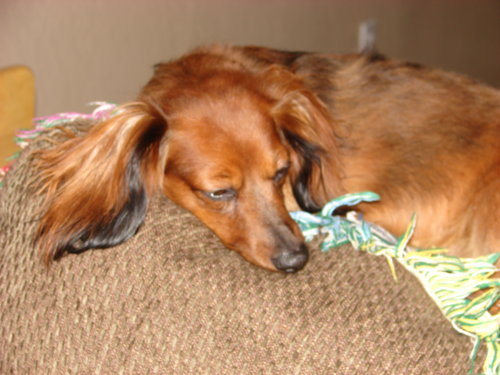 dogs_006.jpg