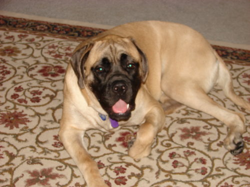 dogs_007.jpg