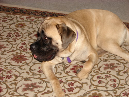 dogs_008.jpg