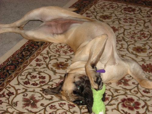 dogs_011.jpg