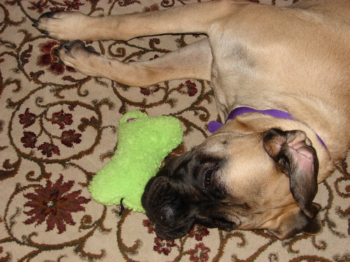 dogs_013.jpg