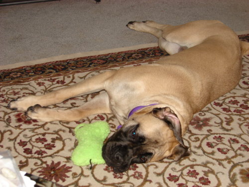 dogs_014.jpg
