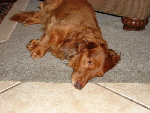 dogs_015.jpg