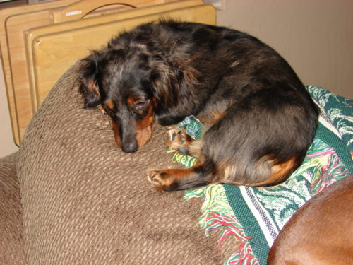 dogs_018.jpg