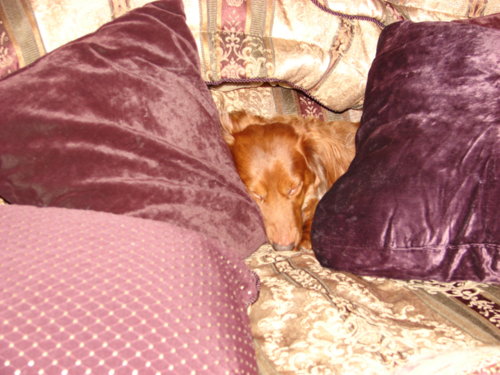 dogs_020.jpg