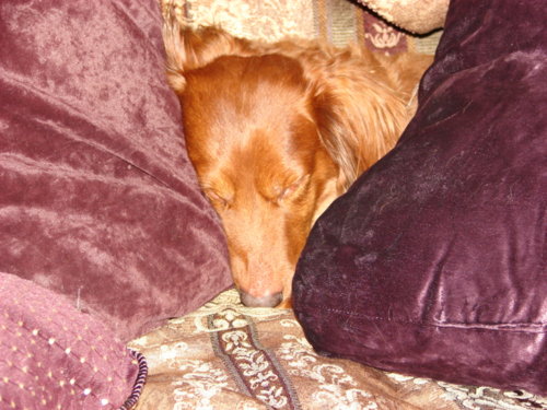 dogs_021.jpg