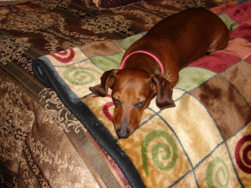 dogs_024.jpg