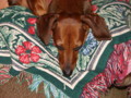 dogs_003.jpg