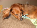 dogs_006.jpg