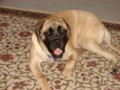 dogs_007.jpg