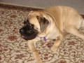 dogs_008.jpg
