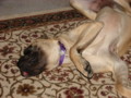 dogs_010.jpg