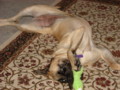 dogs_011.jpg