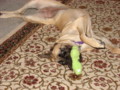 dogs_012.jpg