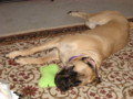 dogs_014.jpg