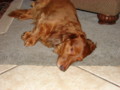 dogs_015.jpg