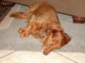 dogs_016.jpg