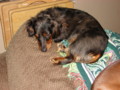 dogs_018.jpg