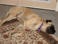 dogs_019.jpg