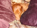 dogs_021.jpg