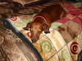 dogs_022.jpg