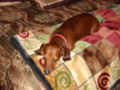 dogs_023.jpg
