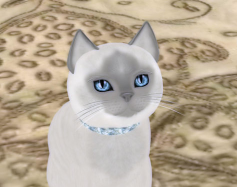 siamese-bluepoint.jpg