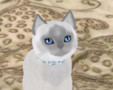 siamese-bluepoint.jpg