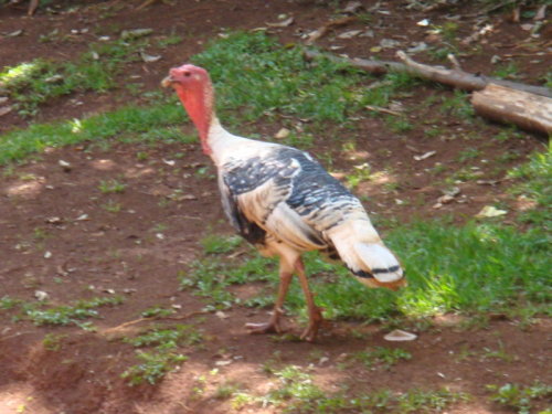 dsc00658.jpg