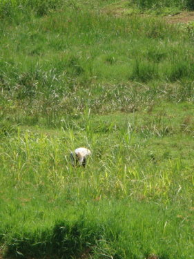 dsc00671.jpg