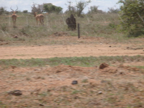 dsc00986.jpg