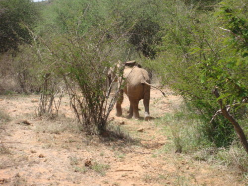 dsc00988.jpg