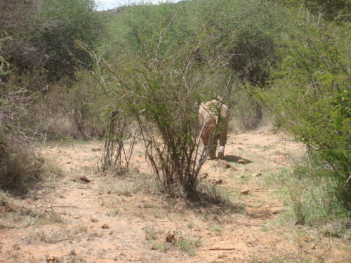 dsc00989.jpg