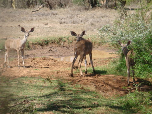 dsc00997.jpg