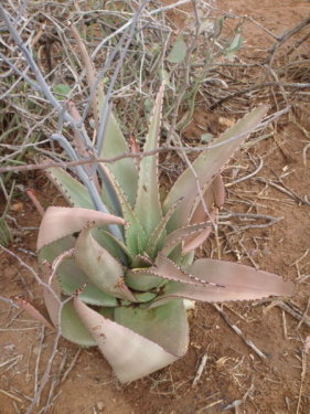 dsc01025.jpg