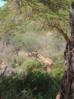 dsc01096.jpg