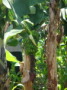 dsc00661.jpg
