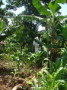 dsc00663.jpg