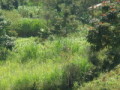 dsc00682.jpg
